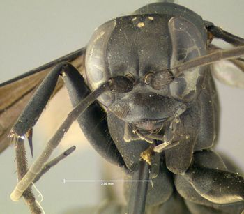 Media type: image;   Entomology 602683 Aspect: head frontal view